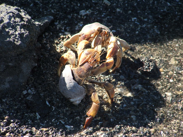 fighting hermit crabs