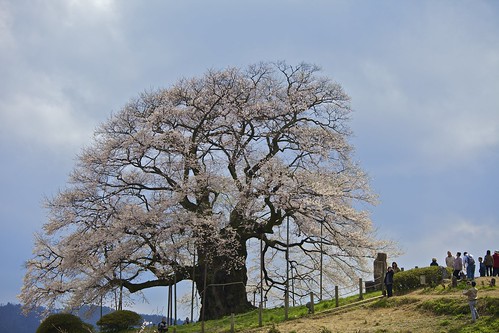 醍醐桜(Daigo Sakura)
