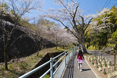 To the origin of cherry blossoms