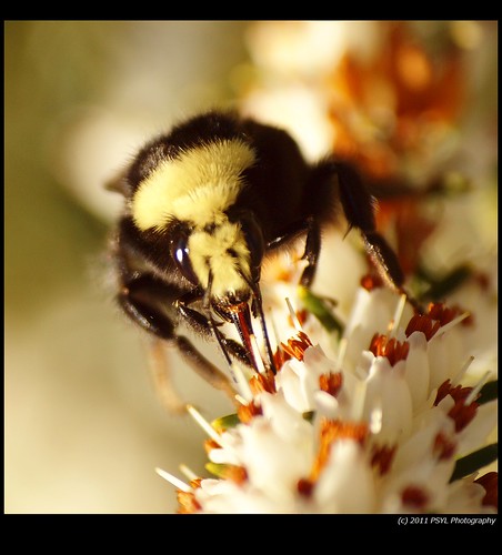 Yellow-faced Bumble Bee (Bombus vosnesenskii)