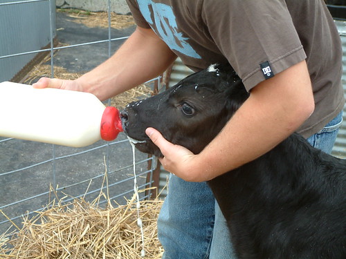 Got Milk. by Sunshine Gorilla