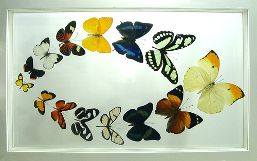 Real Framed Butterflies Mother's Day Gift in White Display
