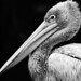 Baby Pelican