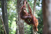 Two baby orangutans play at the Borneo Orangutan Survival Foundation (BOS) di Greenpeace International