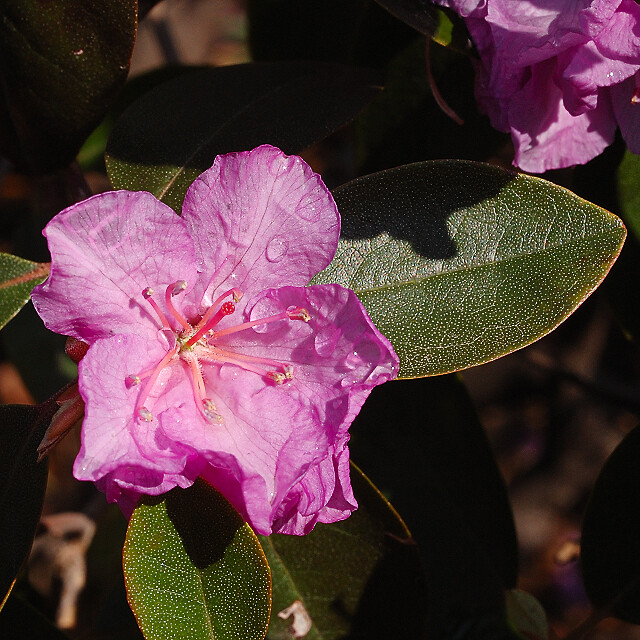Missouri Botanical Garden (Shaw's Garden), in Saint Louis, Missouri, USA - pink rhododendron