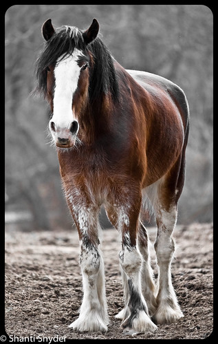 Horse. by shantisphotos