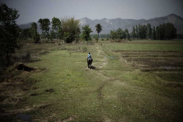Carolin Weinkopf, nepal, india, boy riding a buff