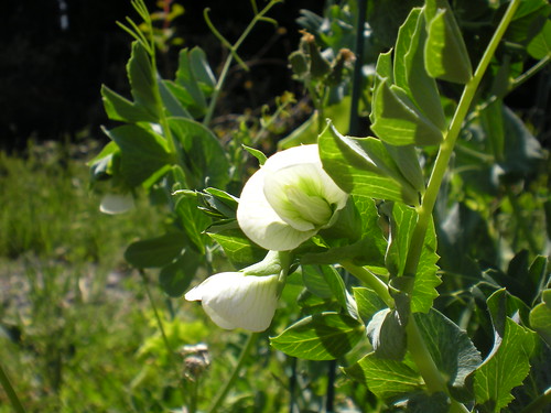 pea flowers