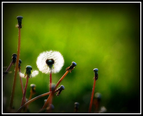 I chanced upon a wispy, puffy, silver ball :) by i moi myself