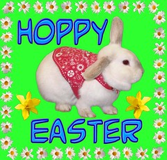 eCard Hoppy Easter - bunny & flowers on green