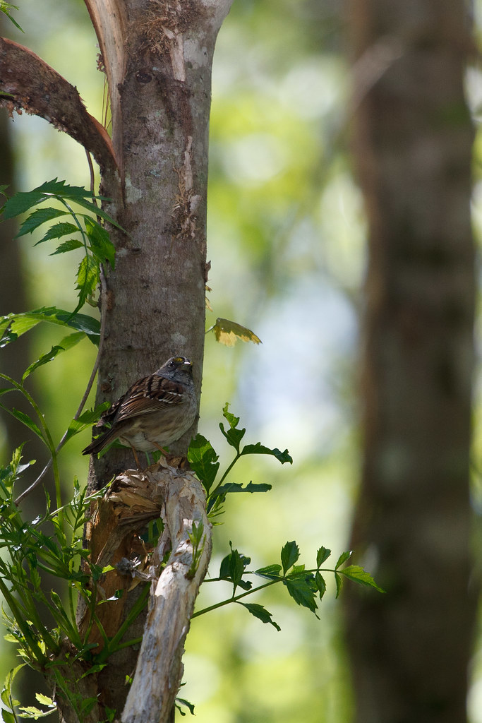 Juvenile White-Throated Sparrow