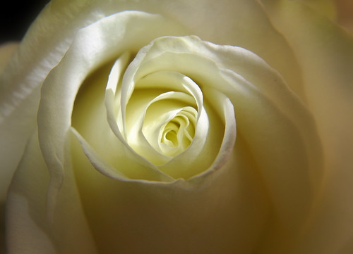 White rose by Add a bit of colour ;)