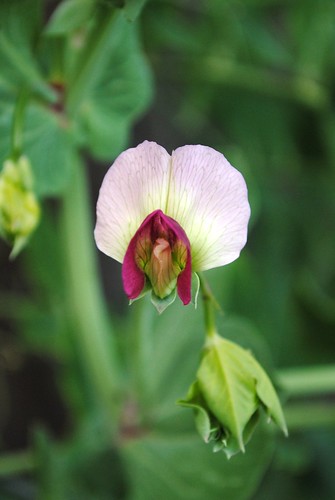 Random Pea flower