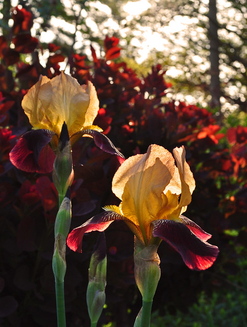 Iris germanica (2)