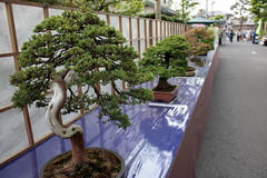 第27回 大盆栽祭り （2010）