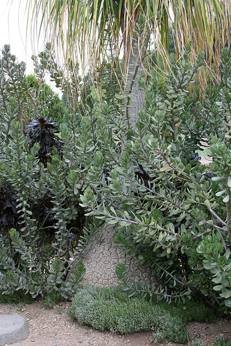 huntington grey black plantings