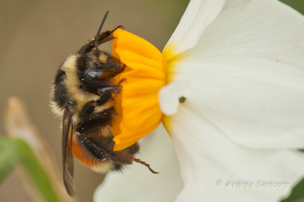 Narcissus and Bumblebee-7.jpg