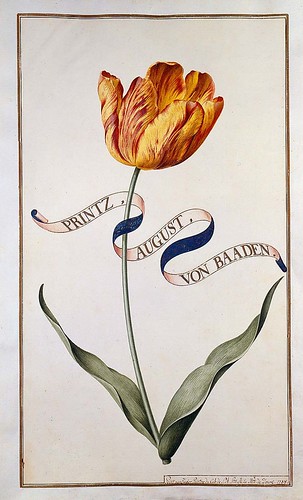 002-tulipan2-Karlsruher Tulpenbuch - Cod. KS Nische C 13- Badische LandesBibliotheK