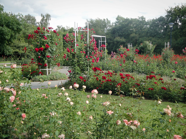 rose garden.
