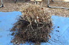 How to divide an ornamental grass