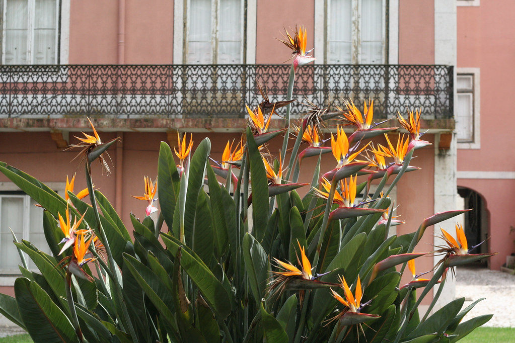 lisbon in bloom :: late march
