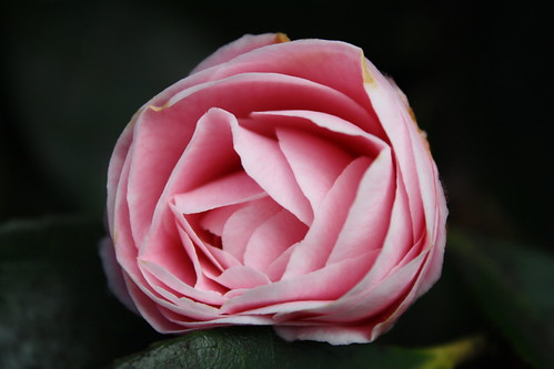 camelia, pretty in pink.