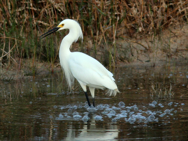 Snowy Egret and bubbles 20110406
