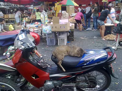 motorbike cat in Divisoria