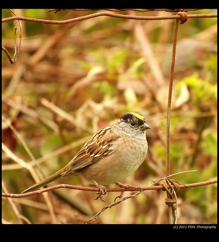 Golden-crowned Sparrow (Zonotrichia atricapilla)