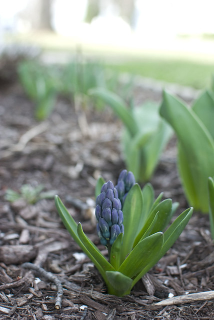 15/52 hyacinth