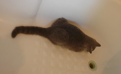 Cat In Bath. mt bartle frere middot; cat in bath 2