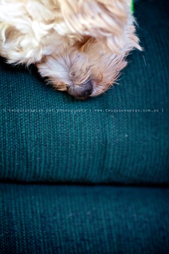 Life as a dog Mozart poodle cross maltese dog photography by twoguineapigs Pet Photography