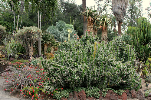 huntington succulents