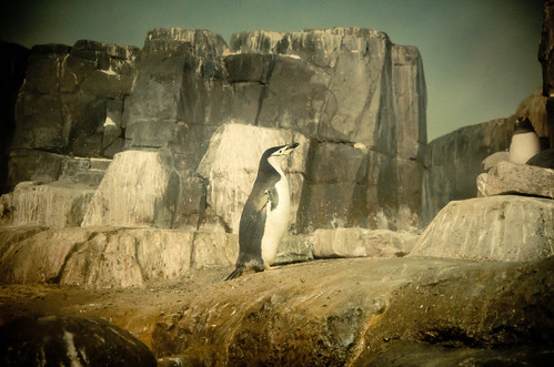 central park zoo penguins. at Central Park Zoo