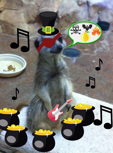 Rock roll meerkat