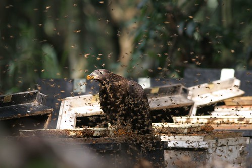 在蜂場覓食的東方蜂鷹。（圖片來源：林務局）