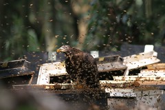 在蜂場覓食的東方蜂鷹。（圖片來源：林務局）