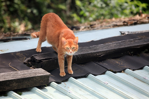 cat on the roof 2