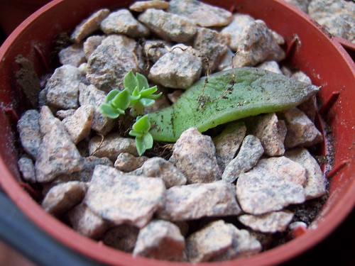 Echeveria Setosa leaf cutting by srboisvert
