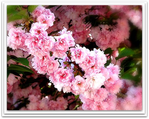 kwanzan flowering cherry tree pictures. Kwanzan Flowering Cherry Tree