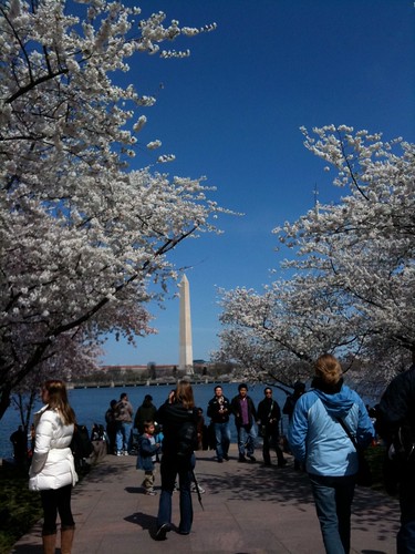 Washington Monument through National Cherry Blossom Festival in Washington D.C. 