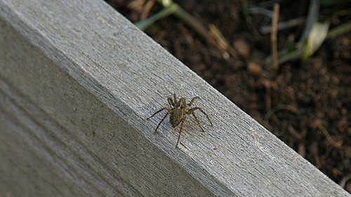 araign'ee du jardin / garden spider ©  OliBac