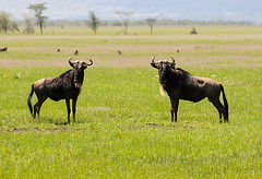 Serengeti Wildebeest