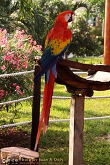Scarlet Macaw Parrot [50D-4458]