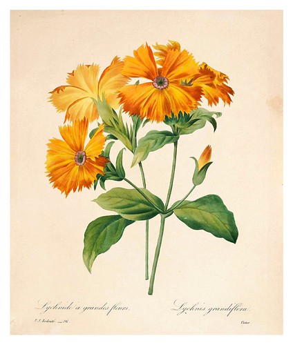 011-Lycnide de grandes flores-Choix des plus belles fleurs…1827- P.J.Redoute