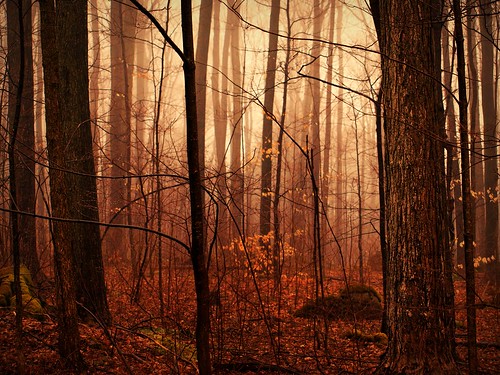 フリー写真素材|自然・風景|樹木|森林|カナダ|
