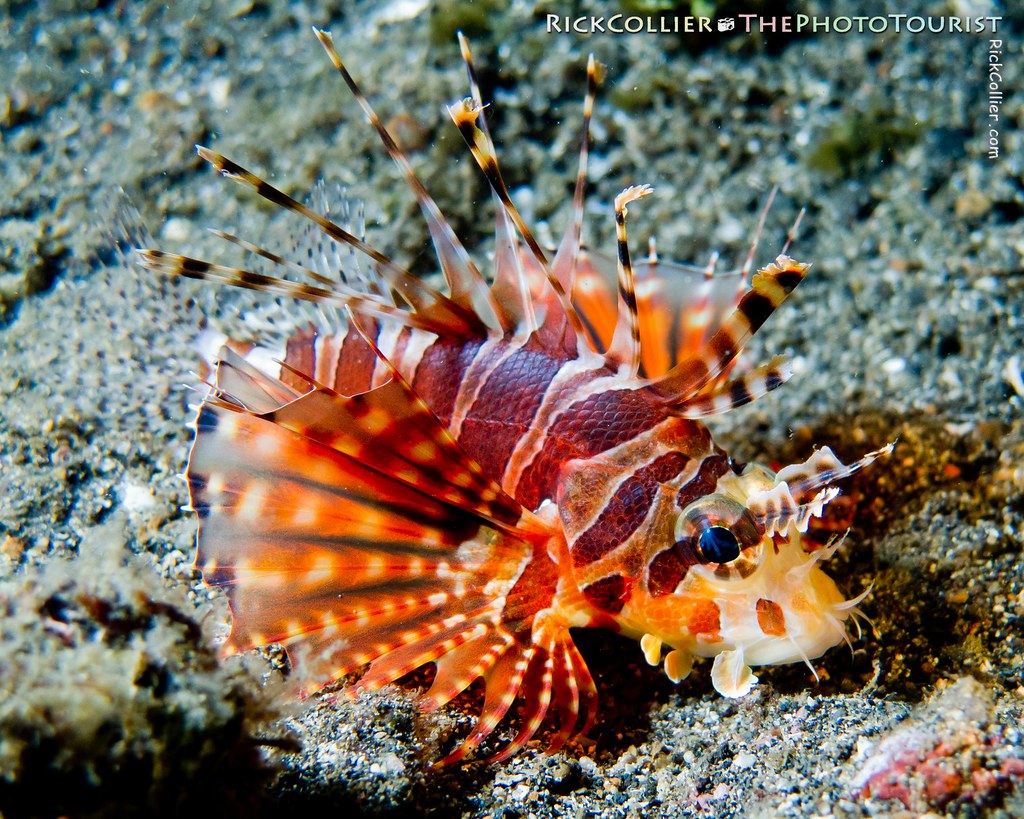 A small zebra lionfish on the black sand bottom of the Lembeh Strait at night