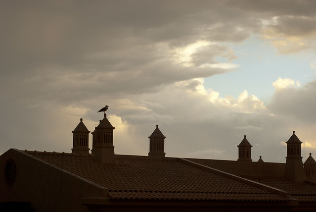 Seagull on rooftop