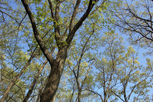 Quercus serrata Murray