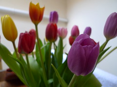multicoloured tulips